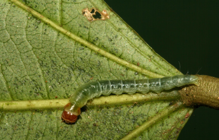 Fig. 7 Larva <i>Antaeotricha</i></i> zelleriEPR02, Depressariidae, (estadio U), mostrando la posición lateral entero, se alimenta <i>Hasseltia floribunda</i></i>, familia (Salicaceae). Voucher: 09-SRNP-5078-DHJ464085.jpg.