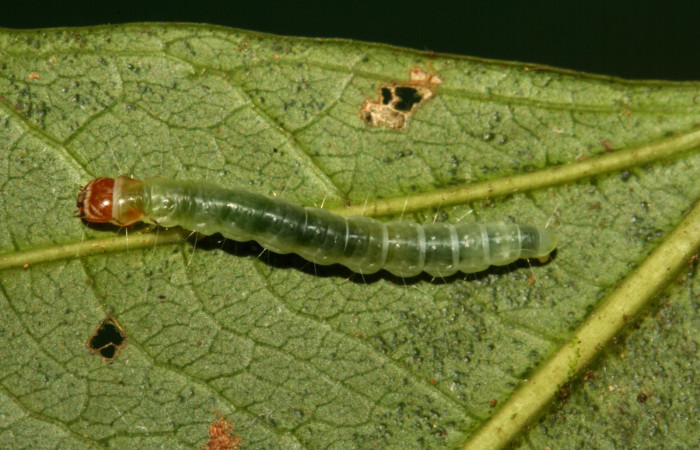 Fig. 8 Larva <i>Antaeotricha</i></i> zelleriEPR02, Depressariidae, (estadio U), mostrando la posición dorsal entero, se alimenta <i>Hasseltia floribunda</i></i>, familia (Salicaceae). Voucher: 09-SRNP-5078-DHJ464086.jpg.