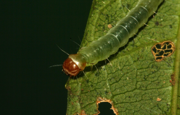 Fig. 9 Larva <i>Antaeotricha</i></i> zelleriEPR02, Depressariidae, (estadio U), mostrando la posición frontal, se alimenta <i>Hasseltia floribunda</i></i>, familia (Salicaceae). Voucher: 09-SRNP-5078- DHJ464087.jpg.
