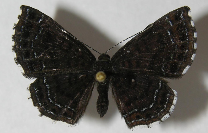 Fig. 1 Adulto <i>Calephelis iris</i></i> (Riodinidae), vista lateral mide 24mm. Sendero Juntas, Sector Rincon Rain Forest, 400m.12-SRNP-42887-DHJ567450.