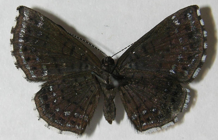 Fig. 2 Adulto <i>Calephelis iris</i></i> (Riodinidae), vista ventral mide 24mm. Sendero Juntas, Sector Rincon Rain Forest, 400m.12-SRNP-42887-DHJ567451.