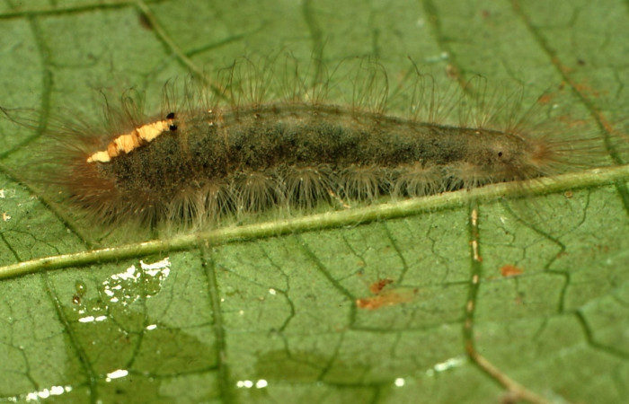 Fig. 4 Larva <i>Calephelis iris</i></i> (Riodinidae), vista ventral mide 18mm. Rio Blanco Abajo, Sector San Cristóbal, 500m. 00-SRNP-12644-DHJ55502.jpg