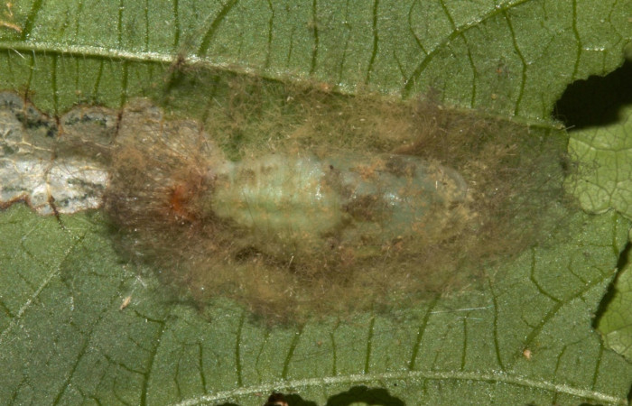 Fig. 5 Pupa <i>Calephelis iris</i></i> (Riodinidae), mide 15mm. Colocho, Sector Pitilla, 375m. 19-SRNP-30229-DHJ749271.jpg
