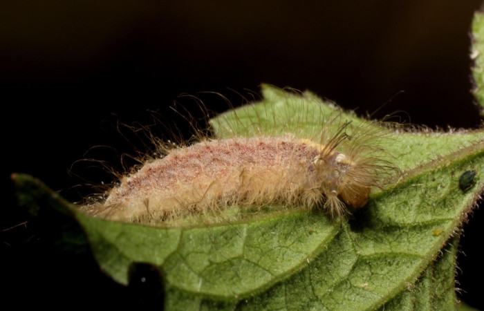 Fig. 7 Larva <i>Calephelis taverna</i></i> (Riodinidae), mide 19mm. Estación Pitilla, Sector Pitilla, 675m 14-SRNP-31835-DHJ802817.jpg