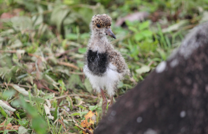 Fig. 10 Southern Lapwing (Ave Fría o Chorlito Sureño) <i>Vanellus chilensis</i></i> (Charadriidae). Estación Biológica Los Almendros Sector El Hacha ACG. 26 de agosto 2022, Foto. Roster Moraga