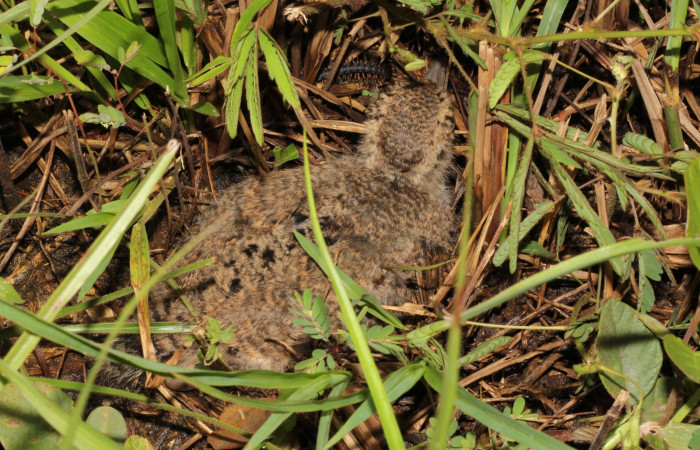 Fig. 11 Southern Lapwing (Ave Fría o Chorlito Sureño) <i>Vanellus chilensis</i></i> (Charadriidae). Estación Biológica Los Almendros Sector El Hacha ACG. 28 de agosto 2022, Foto. Roster Moraga