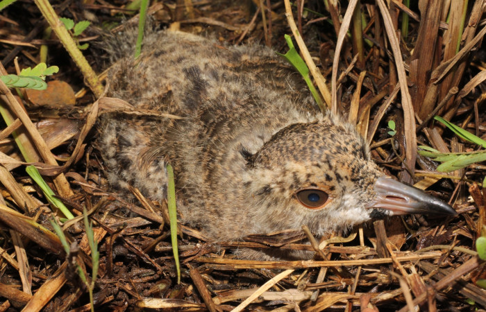 Fig. 12 Southern Lapwing (Ave Fría o Chorlito Sureño) <i>Vanellus chilensis</i></i> (Charadriidae). Estación Biológica Los Almendros Sector El Hacha ACG. 28 de agosto 2022, Foto. Roster Moraga