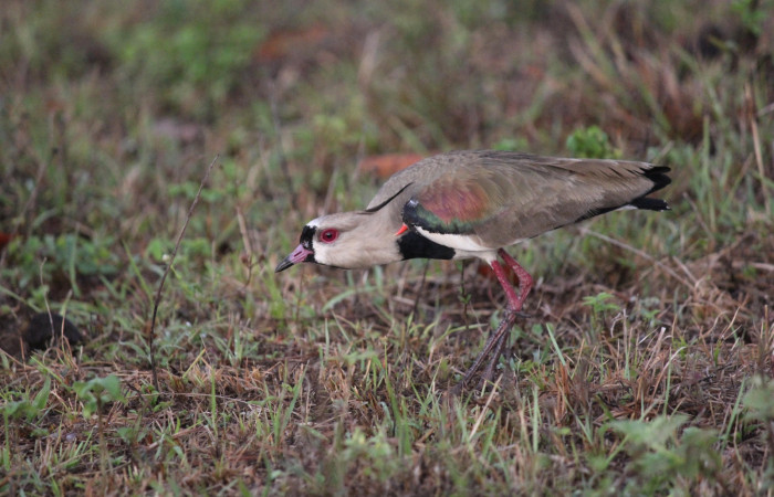 Fig. 1 Southern Lapwing (Ave Fría o Chorlito Sureño) <i>Vanellus chilensis</i></i> (Charadriidae). Estación Biológica Los Almendros, Sector El Hacha ACG. 03 de mayo 2021, Foto. Roster Moraga