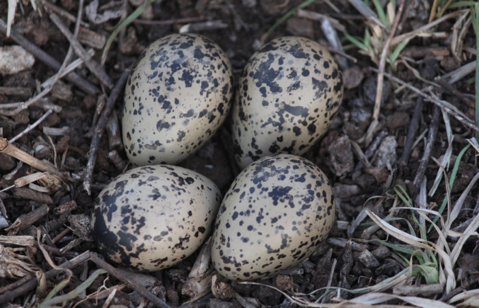 Fig. 2 Huevos de Southern Lapwing (Ave Fría o Chorlito Sureño) <i>Vanellus chilensis</i></i> (Charadriidae). Estación Biológica Los Almendros Sector El Hacha ACG. 30 de abril 2021, Foto. Roster Moraga