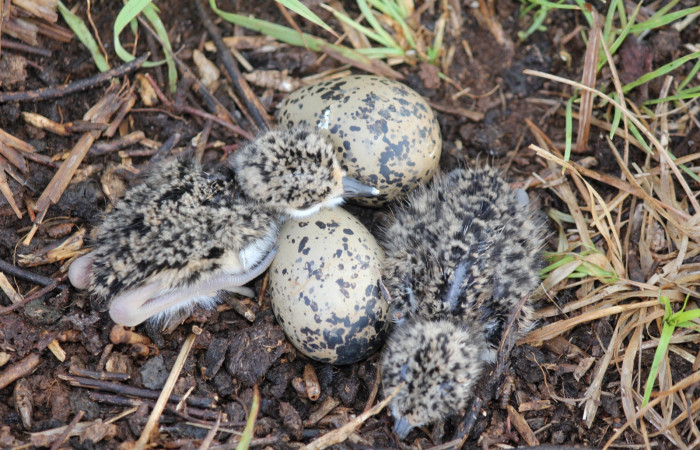 Fig. 3 Pollos de Southern Lapwing (Ave Fría o Chorlito Sureño) <i>Vanellus chilensis</i></i> (Charadriidae). Estación Biológica Los Almendros Sector El Hacha ACG. 03 de mayo 2021, Foto. Roster Moraga
