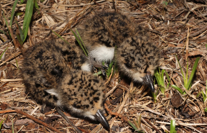 Fig. 4 Pollos de Southern Lapwing (Ave Fría o Chorlito Sureño) <i>Vanellus chilensis</i></i> (Charadriidae). Estación Biológica Los Almendros Sector El Hacha ACG. 06 de mayo 2021, Foto. Roster Moraga