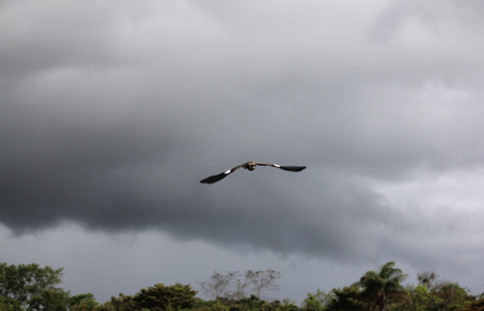 Fig. 5 Southern Lapwing (Ave Fría o Chorlito Sureño) <i>Vanellus chilensis</i></i> (Charadriidae). Estación Biológica Los Almendros Sector El Hacha ACG. 03 de mayo 2021, Foto. Roster Moraga