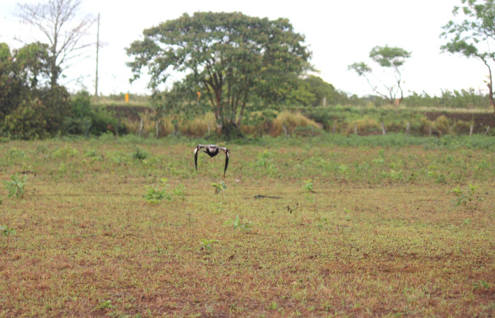 Fig. 6 Southern Lapwing (Ave Fría o Chorlito Sureño) <i>Vanellus chilensis</i></i> (Charadriidae). Estación Biológica Los Almendros Sector El Hacha ACG. 03 de mayo 2021, Foto. Roster Moraga