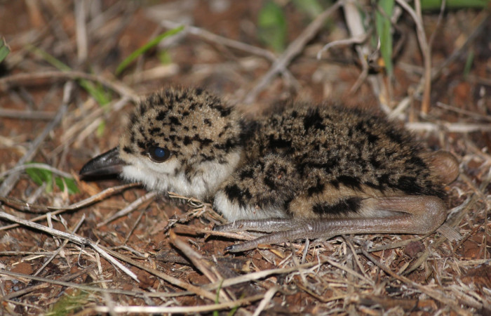 Fig. 7 Southern Lapwing (Ave Fría o Chorlito Sureño) <i>Vanellus chilensis</i></i> (Charadriidae). Estación Biológica Los Almendros Sector El Hacha ACG. 06 de mayo 2021, Foto. Roster Moraga