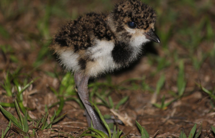 Fig. 8 Southern Lapwing (Ave Fría o Chorlito Sureño) <i>Vanellus chilensis</i></i> (Charadriidae). Estación Biológica Los Almendros Sector El Hacha ACG. 06 de mayo 2021, Foto. Roster Moraga