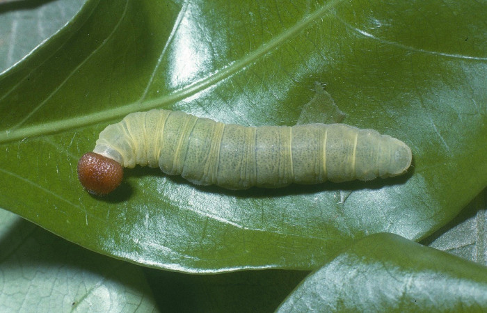  Larva en posición dorsal de <i>Phanus vitreas</i></i> (Hesperiidae), U estadio. Sector Del Oro, Estación Los Almendros. Voucher 04-SRNP-21004-DHJ82151.jpg.