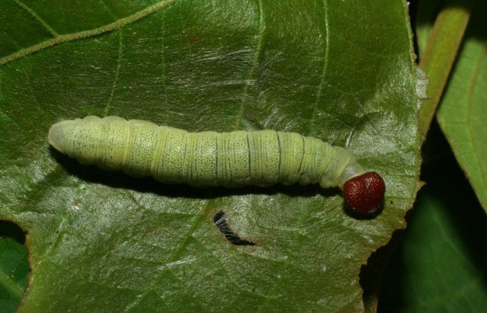  Larva en posición dorsal de <i>Phanus</i></i> vitreusDHJ02 (Hesperiidae), U estadio. Sector Cacao, Sendero Nayo. Voucher 06-SRNP-32751-DHJ415917.jpg.