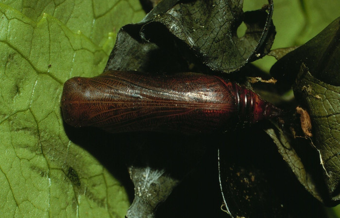  Pupa en posición dorsal de <i>Phanus</i></i> vitreusDHJ01 (Hesperiidae),. Sector Cacao, Naranjales. Voucher 03-SRNP-3212-DHJ72238.jpg.