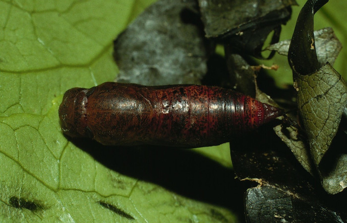  Pupa en posición dorsal de <i>Phanus</i></i> vitreusDHJ01 (Hesperiidae),. Sector Cacao, Naranjales. Voucher 03-SRNP-3212-DHJ72237.jpg.