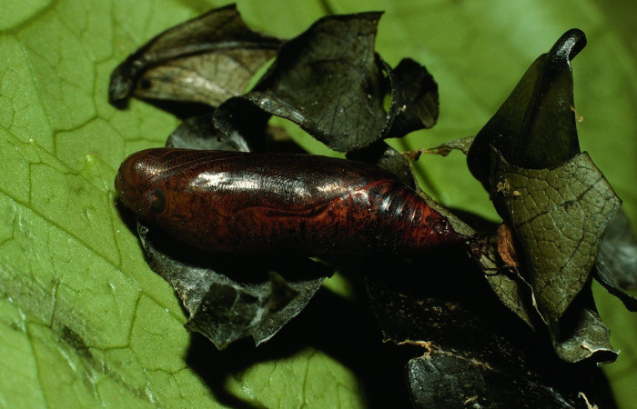  Pupa en posición lateral de <i>Phanus</i></i> vitreusDHJ01 (Hesperiidae),. Sector Cacao, Naranjales. Voucher 03-SRNP-3212-DHJ72239.jpg.