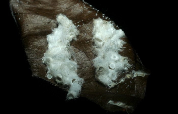  Capullos de parásito <i>Hypomicrogaster rugosus</i></i>, parásito de la familia Braconidae en <i>Phanus vitreus</i></i> (Hesperiidae),. Sector Rincon Rain Forest, Sendero Venado. Voucher 08-SRNP-41399-DHJ453504.jpg.