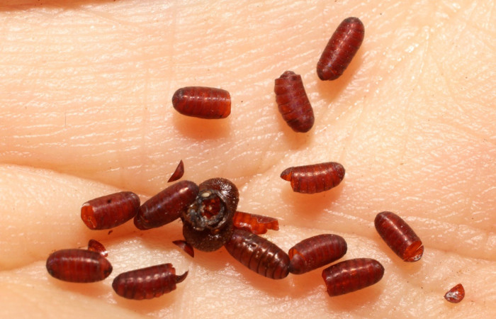  Puparios de parásito <i>Sphaerina</i></i> nigrifronsDHJ07, parásito de la familia Tachinidae en <i>Phanus vitreus</i></i> (Hesperiidae),. Sector Cacao, Sendero Circular. Voucher 09-SRNP-67490-DHJ800034.jpg.