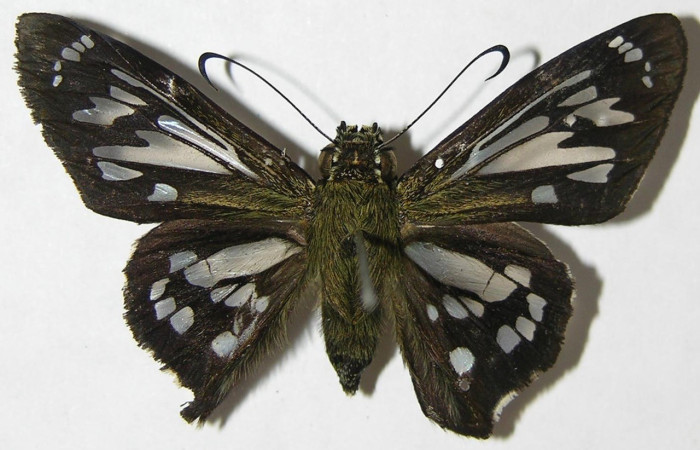  Adulto en posición dorsal de <i>Phanus</i></i> vitreusDHJ01 (Hesperiidae). Sector San Cristóbal, Finca San Gabriel. Voucher  08-SRNP-5260-DHJ395784.
