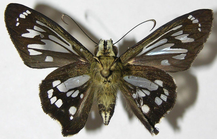  Adulto en posición ventral de <i>Phanus</i></i> vitreusDHJ01 (Hesperiidae). Sector San Cristóbal, Finca San Gabriel. Voucher  08-SRNP-5260-DHJ395785.