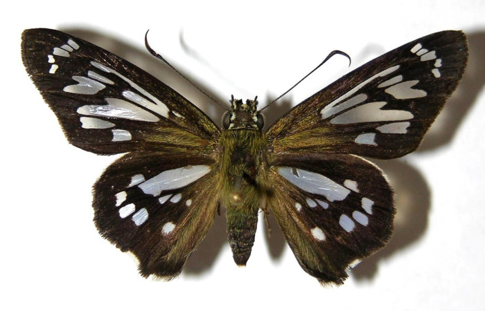  Adulto en posición dorsal de <i>Phanus</i></i> vitreusDHJ02 (Hesperiidae). Sector Pitilla, Pasmompa. Voucher  05-SRNP-30876-DHJ324232.