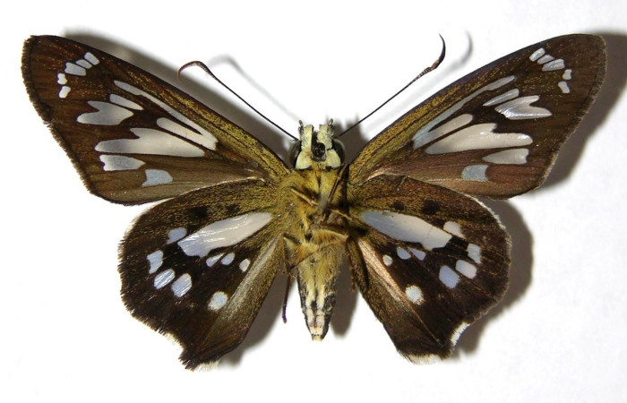  Adulto en posición ventral de <i>Phanus</i></i> vitreusDHJ02 (Hesperiidae). Sector Pitilla, Pasmompa. Voucher  05-SRNP-30876-DHJ324233.