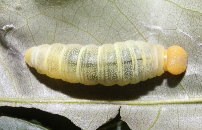  Larva en posición dorsal de <i>Phanus marshalli</i></i> (Hesperiidae), PU estadio. Sector Pitilla,Coneja. Voucher 17-SRNP-70982-DHJ737527.jpg.