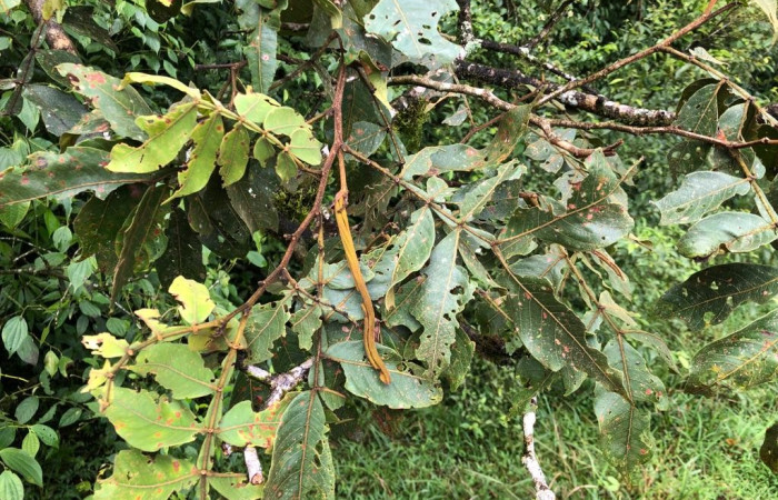  <i>Inga edulis</i></i> (introduced) (Fabaceae), planta hospedera de <i>Phanus vitreus</i></i> (Hesperiidae). Sector San Cristóbal, Sendero Piñal. Foto, Elda Araya, 18 Julio 2023.
