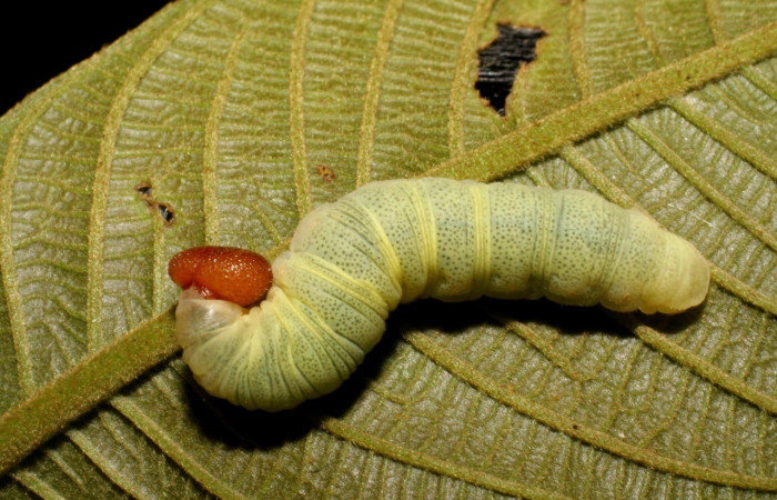  Larva en posición dorsal de <i>Phanus vitreus</i></i> (Hesperiidae), U estadio. Sector Rincon Rain Forest, Puente Rió Negro. Voucher 07-SRNP-42830-DHJ434897.jpg.