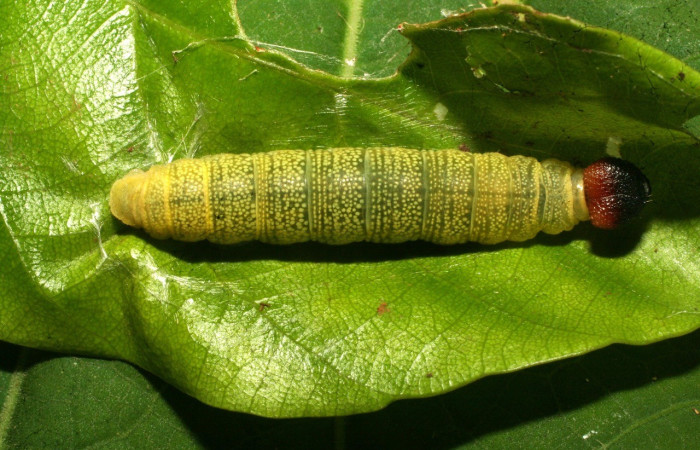 Larva en posición dorsal de <i>Phanus obscurior</i></i> (Hesperiidae), U estadio. Sector Pitilla, Sendero Bernales. Voucher 11-SRNP-31363-DHJ482387.jpg.