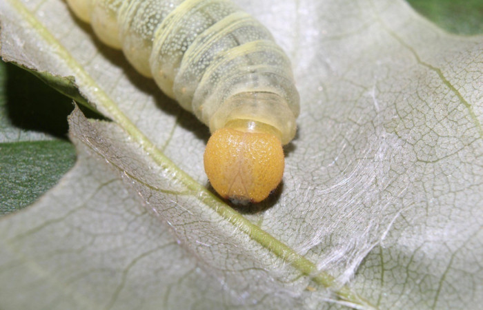  Cabeza en posición frontal de <i>Phanus marshalli</i></i> (Hesperiidae), PU estadio. Sector Pitilla, Coneja. Voucher 17-SRNP-70982-DHJ737522.jpg.