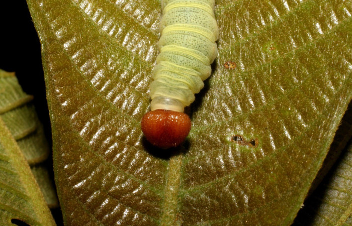  Cabeza en posición frontal de <i>Phanus vitreus</i></i> (Hesperiidae), U estadio. Sector Rincon Rain Forest, Puente Rió Negro. Voucher 07-SRNP-42830-DHJ434895.jpg.