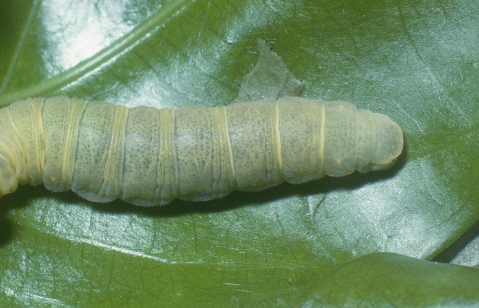  Larva en posición dorsal de <i>Phanus vitreus</i></i> (Hesperiidae), U estadio. Sector Del Oro, Canyon Rió Mena. Voucher 04-SRNP-21004-DHJ82155.jpg.