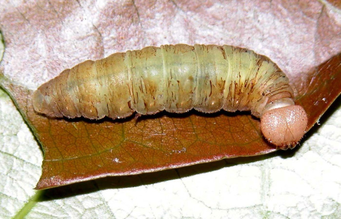  Larva en posición dorsal de <i>Phanus</i></i> vitreusDHJ01 (Hesperiidae), U estadio. Sector Cacao, Sendero Nayo. Voucher 03-SRNP-3081-DHJ400154.jpg.