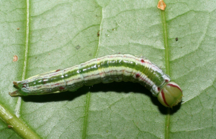  Larva en posición dorsal de <i>Hemiceras nigricosta</i></i> (Notodontidae), PU estadio. Sector Pitilla, Sendero Orosilito. Voucher 08-SRNP-30114-DHJ438403.jpg.