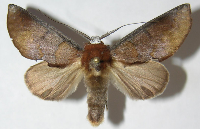 Adulto en posición dorsal de <i>Hemiceras nigricosta</i></i> (Notodontidae). Sector Cacao, Sendero Derrumbe. Voucher 09-SRNP-36561-DHJ515020.