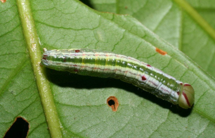 Larva en posición dorsal de <i>Hemiceras nigricosta</i></i> (Notodontidae), PU estadio. Sector Pitilla, Sendero Orosilito. Voucher 08-SRNP-30114-DHJ438406.jpg.
