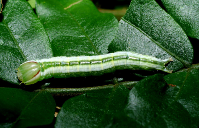  Larva en posición dorsal de <i>Hemiceras nigricosta</i></i> (Notodontidae), PU estadio. Sector Cacao, Sendero Derrumbe. Voucher 08-SRNP-36152-DHJ441548.jpg.