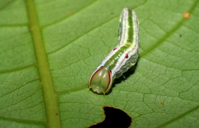 Cabeza en posición frontal de <i>Hemiceras nigricosta</i></i> (Notodontidae), PU estadio. Sector Pitilla, Sendero Orosilito. Voucher 08-SRNP-30114-DHJ438404.jpg.