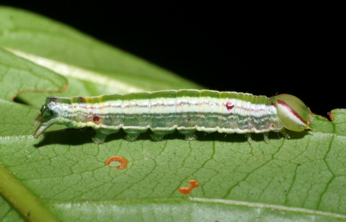  Larva en posición lateral de <i>Hemiceras nigricosta</i></i> (Notodontidae), PU estadio. Sector Pitilla, Sendero Orosilito. Voucher 08-SRNP-30114-DHJ438408.jpg.