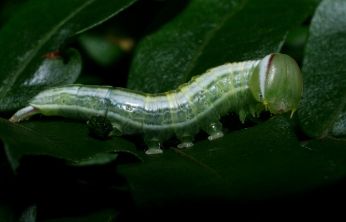 Larva en posición lateral de <i>Hemiceras nigricosta</i></i> (Notodontidae), PU estadio. Sector Cacao, Sendero Derrumbe. Voucher 08-SRNP-36152-DHJ441553.jpg.