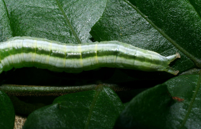 Cola en posición dorsal de <i>Hemiceras nigricosta</i></i> (Notodontidae), PU estadio. Sector Cacao, Sendero Derrumbe. Voucher 08-SRNP-36152-DHJ441552.jpg.