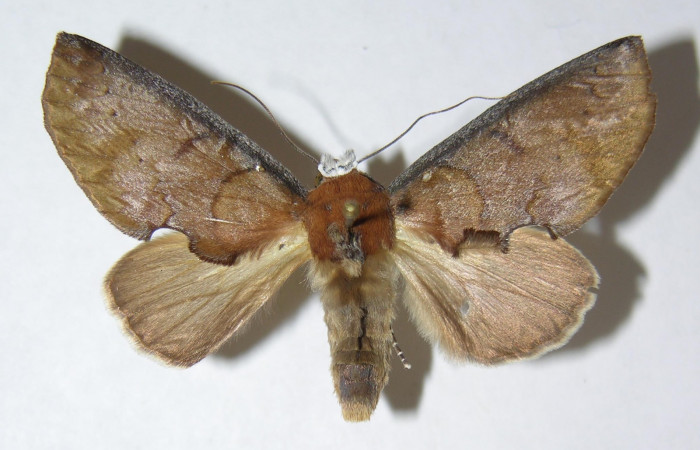  Adulto en posición dorsal de <i>Hemiceras nigricosta</i></i> (Notodontidae). Sector Pitilla, Sendero Orosilito. Voucher 08-SRNP-30114-DHJ387282.