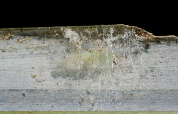 Figura 10. Prepupa <i>Sarota acantus</i></i> (Riodinidae). (08-SRNP-72809-DHJ447518.jpg).