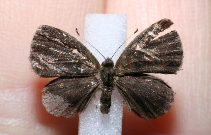 Figura 12. Adulto <i>Sarota acantus</i></i> (Riodinidae), posición vista dorsal. (11-SRNP-71619-DHJ551297).