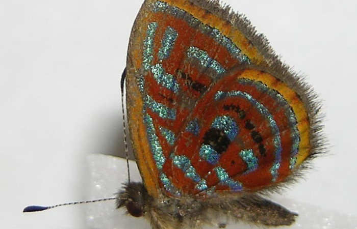 Figura 13. Adulto <i>Sarota acantus</i></i> (Riodinidae), posición vista dorsal. (10-SRNP-70755-DHJ528602).